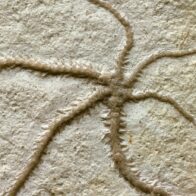 Un fósil con 500 millones de años explica la enigmática simetría de la estrella de mar