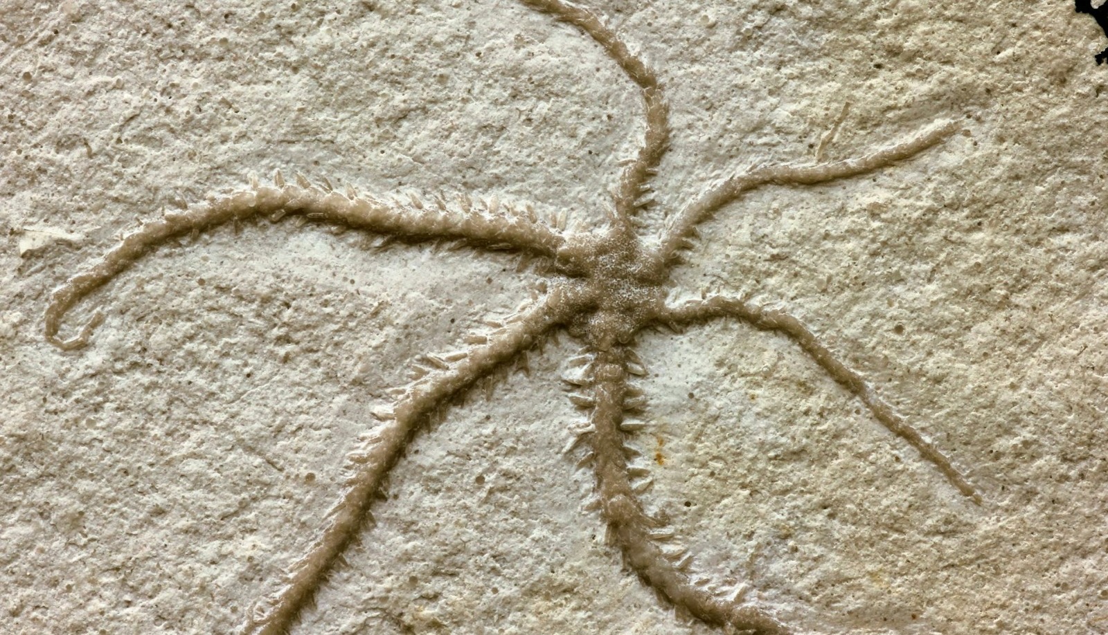 Un fósil con 500 millones de años explica la enigmática simetría de la estrella de mar