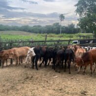 Policía Nacional recupera 34 becerros sustraídos mediante estafa en Nagua, provincia María Trinidad Sánchez