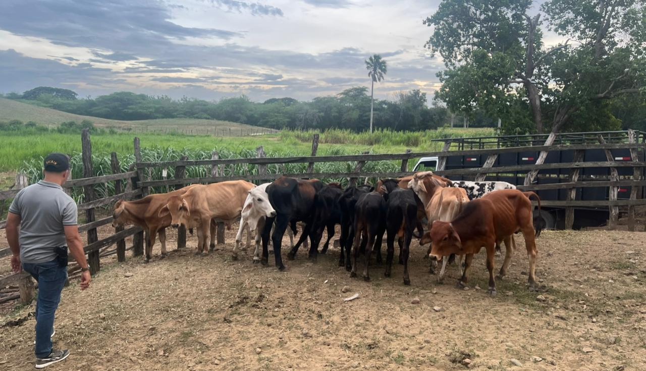 Policía Nacional recupera 34 becerros sustraídos mediante estafa en Nagua, provincia María Trinidad Sánchez