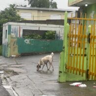 Los más vulnerables bajo la tormenta: perros recorren las calles buscando refugio