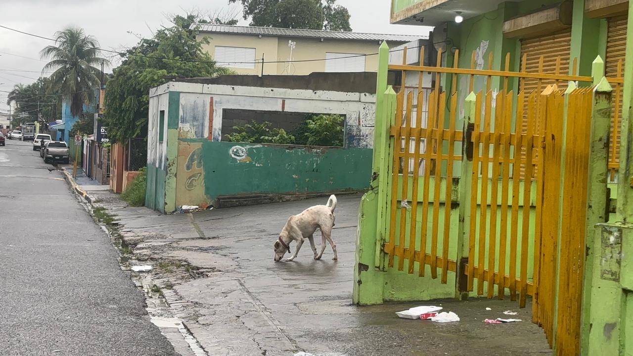 Los más vulnerables bajo la tormenta: perros recorren las calles buscando refugio