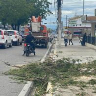 Gigantesco árbol cae sobre la avenida Estrella Sadhalá en medio de los fuertes vientos del huracán Melissa en Santiago