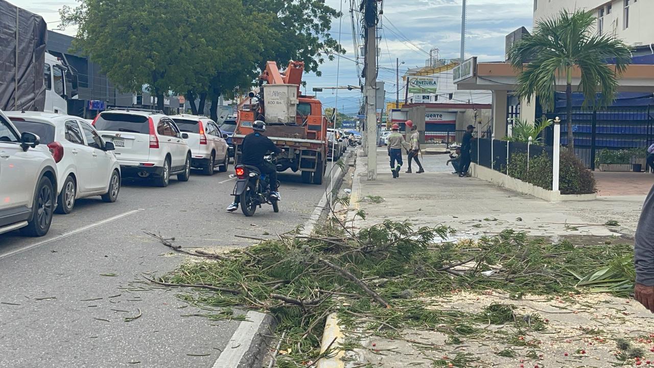 Gigantesco árbol cae sobre la avenida Estrella Sadhalá en medio de los fuertes vientos del huracán Melissa en Santiago