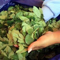 Bolivia defiende en cita científica de la OMS sacar la hoja de coca de la lista de estupefacientes