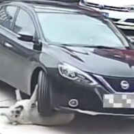 Perro obeso sobrevive a accidente de tráfico en China gracias al exceso de grasa