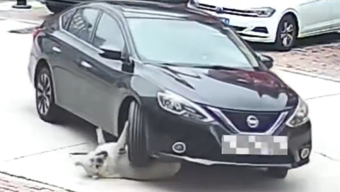 Perro obeso sobrevive a accidente de tráfico en China gracias al exceso de grasa