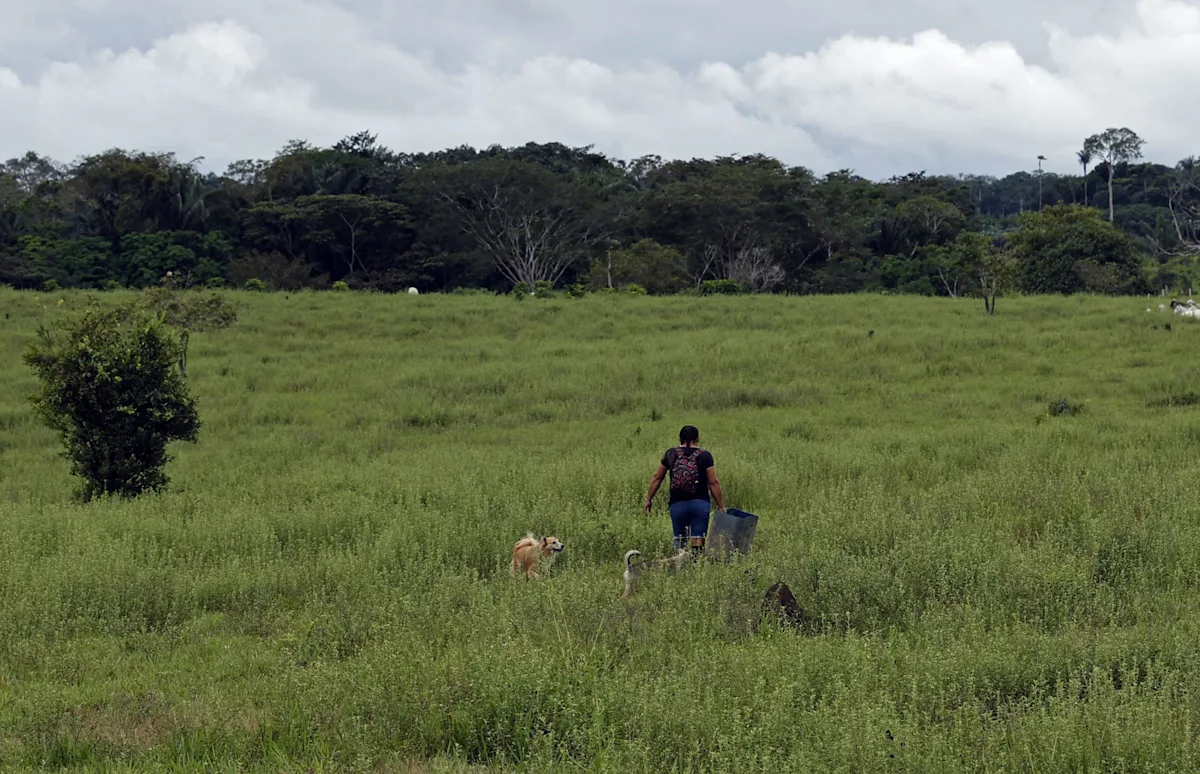 Informe revela una reducción de la deforestación mundial aunque su tasa sigue siendo alta