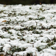 Media Europa está en alerta por frío polar y una fina capa de nieve cubre Bruselas