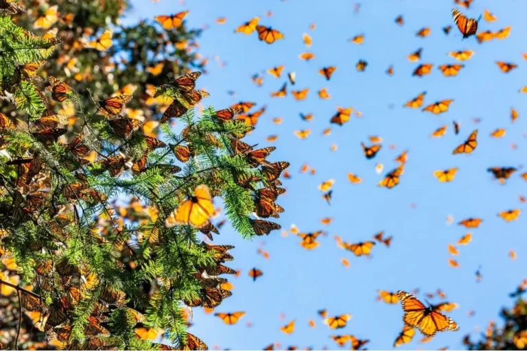 Millones de mariposas monarcas regresan a México junto al enigma de su migración