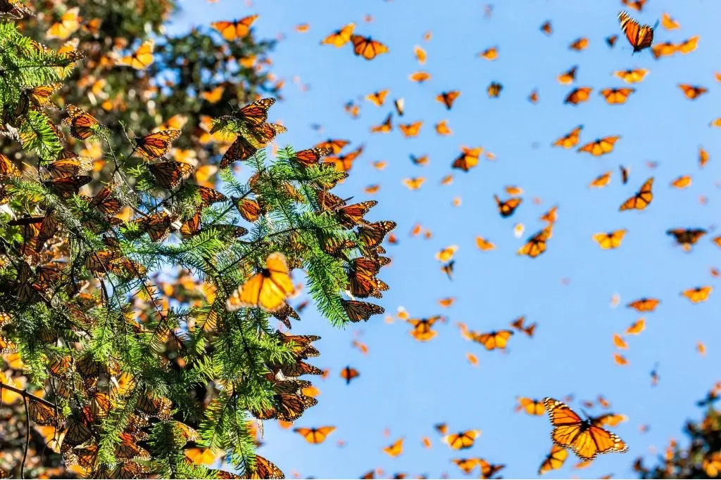 Millones de mariposas monarcas regresan a México junto al enigma de su migración