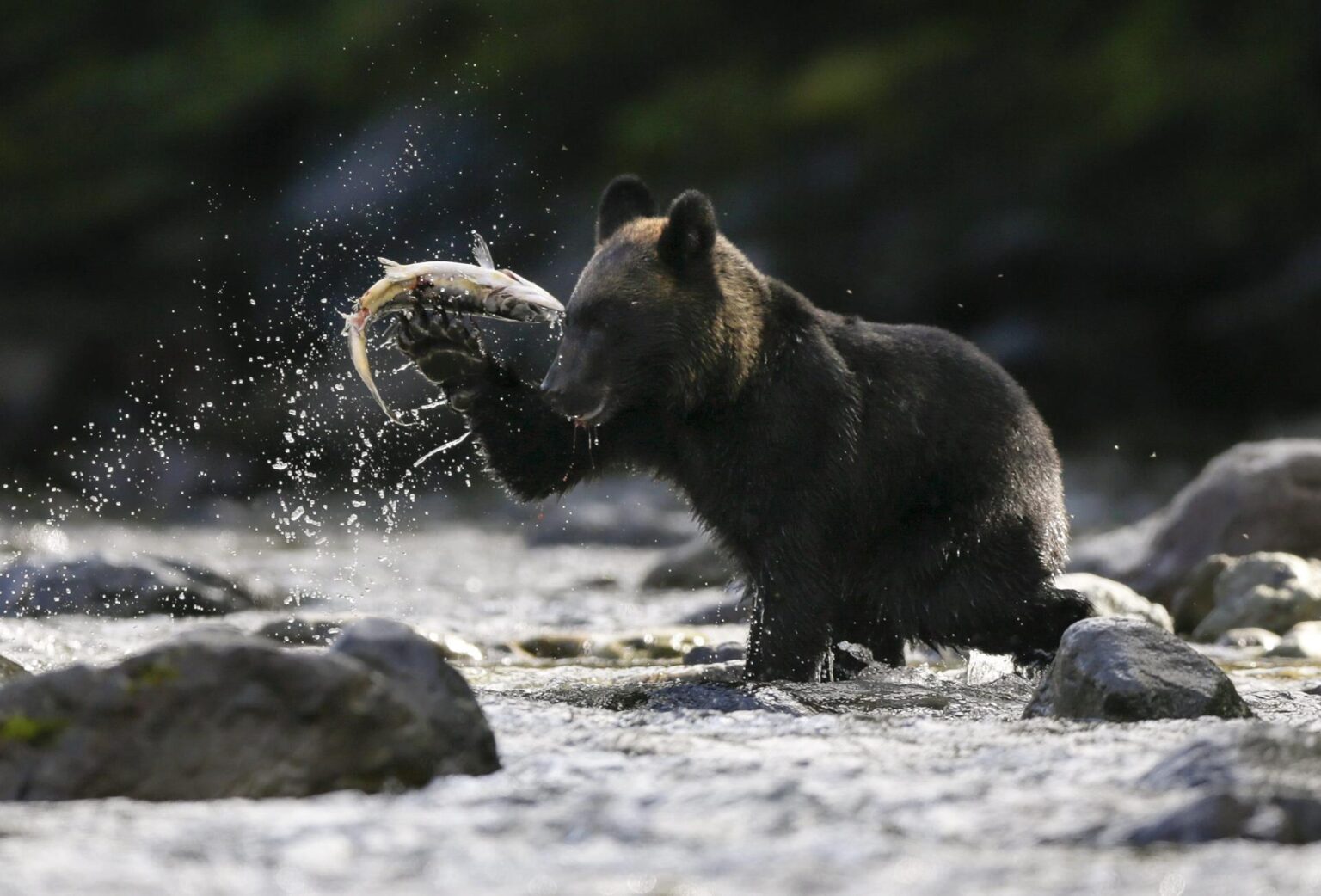 Japón despliega soldados para poner freno a los crecientes ataques de osos