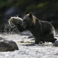 Japón despliega soldados para poner freno a los crecientes ataques de osos