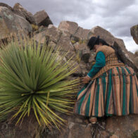 Bolivia da pasos para la conservación de la puya raimondii, la planta ´reina de los Andes'
