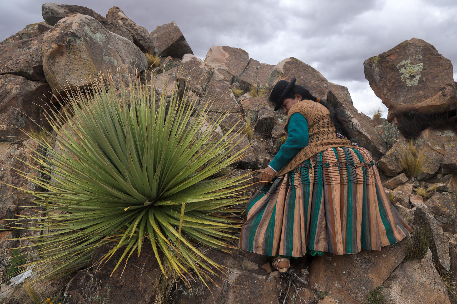 Bolivia da pasos para la conservación de la puya raimondii, la planta ´reina de los Andes'