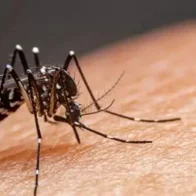 Más de 47.000 personas están actualmente ingresadas en Cuba por dengue o chikunguña