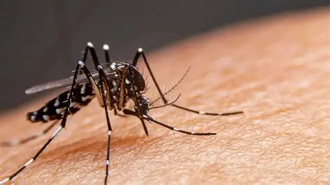 Más de 47.000 personas están actualmente ingresadas en Cuba por dengue o chikunguña