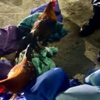 Policía frustra robo de 46 gallos finos en una traba en Santiago; dos hombres huyen tras enfrentamiento