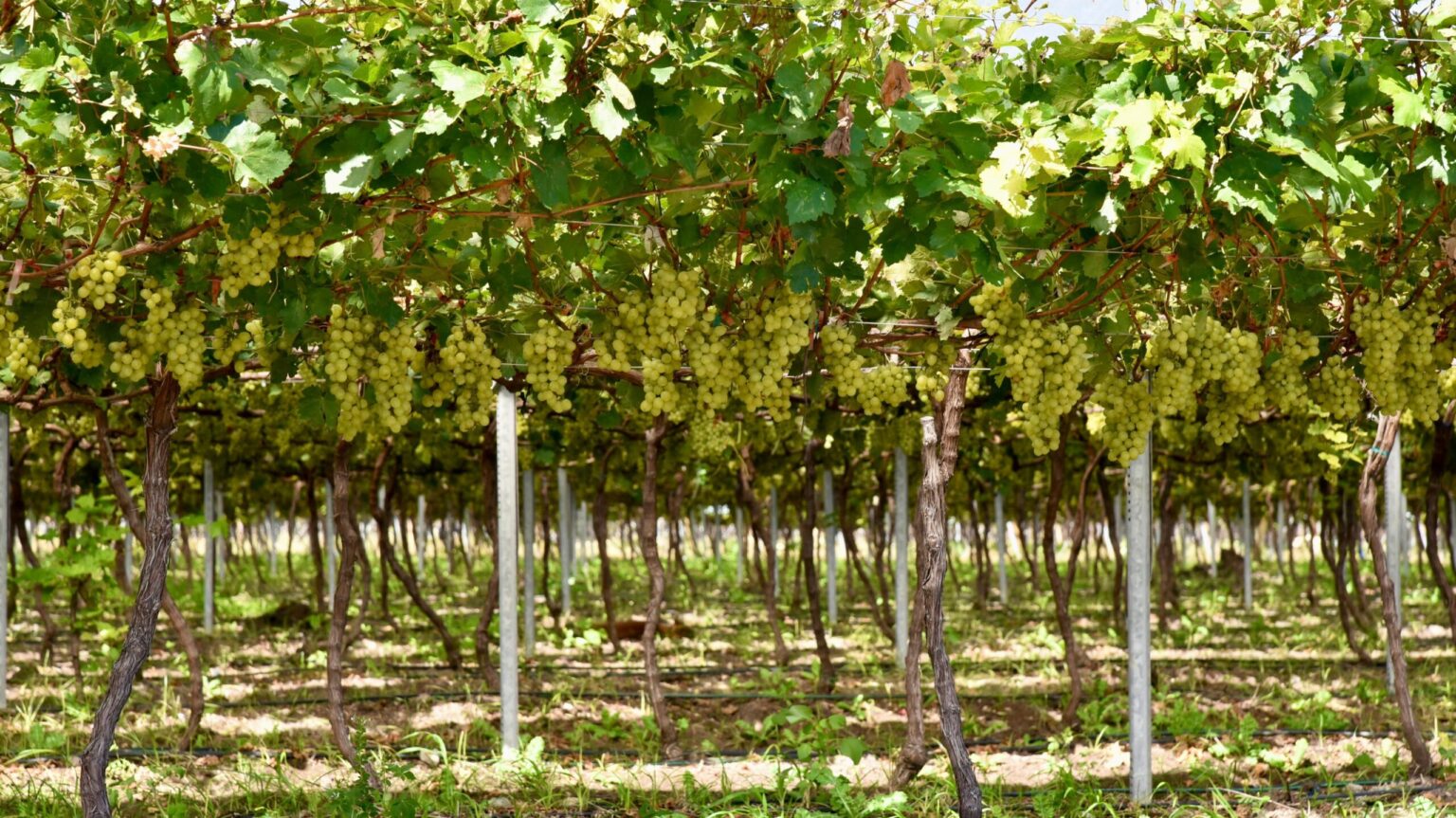 Uvas de mesa.
