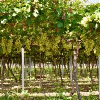 Uvas de mesa.