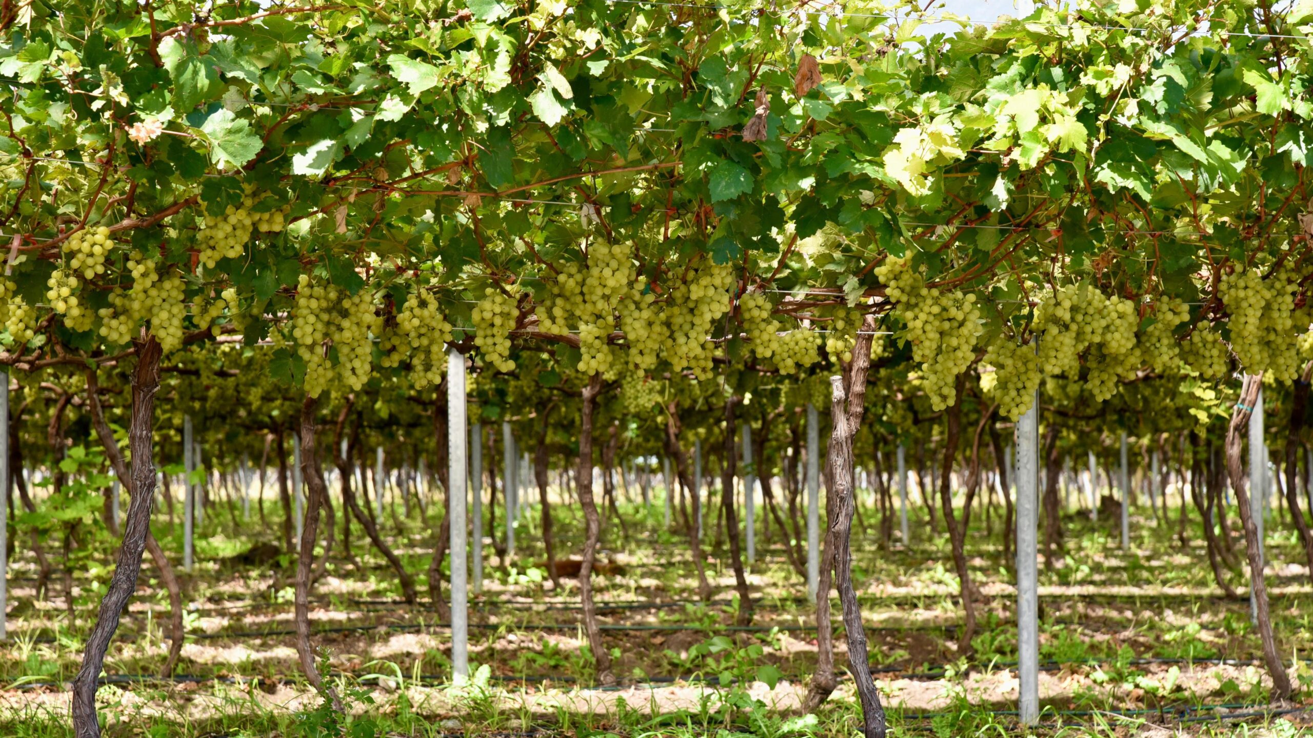 Uvas de mesa.