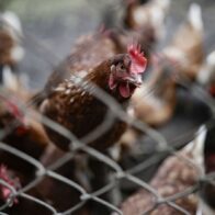España prohíbe la cría de aves de corral al aire libre para prevenir la gripe aviar