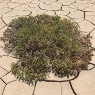 Descubren que las plantas rompen su epidermis para expulsar el exceso de sal y sobrevivir