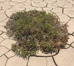 Descubren que las plantas rompen su epidermis para expulsar el exceso de sal y sobrevivir