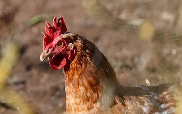 Irlanda ordena confinamiento de aves de corral tras confirmar dos brotes de gripe aviar