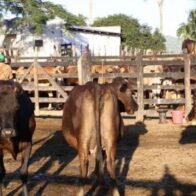 El Supremo indio ordena retirar vacas de las carreteras y perros de escuelas y hospitales