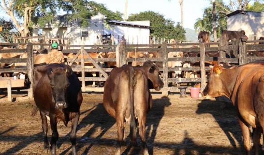 El Supremo indio ordena retirar vacas de las carreteras y perros de escuelas y hospitales
