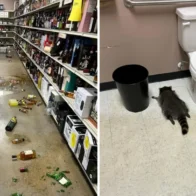 Un mapache se emborracha en una tienda de licores de EE.UU. y se desmaya en el baño