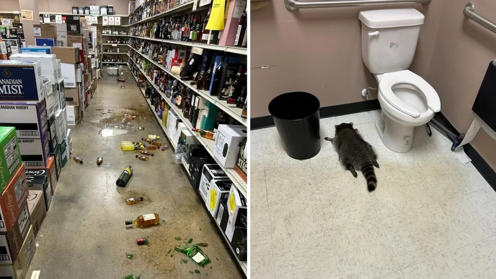 Un mapache se emborracha en una tienda de licores de EE.UU. y se desmaya en el baño