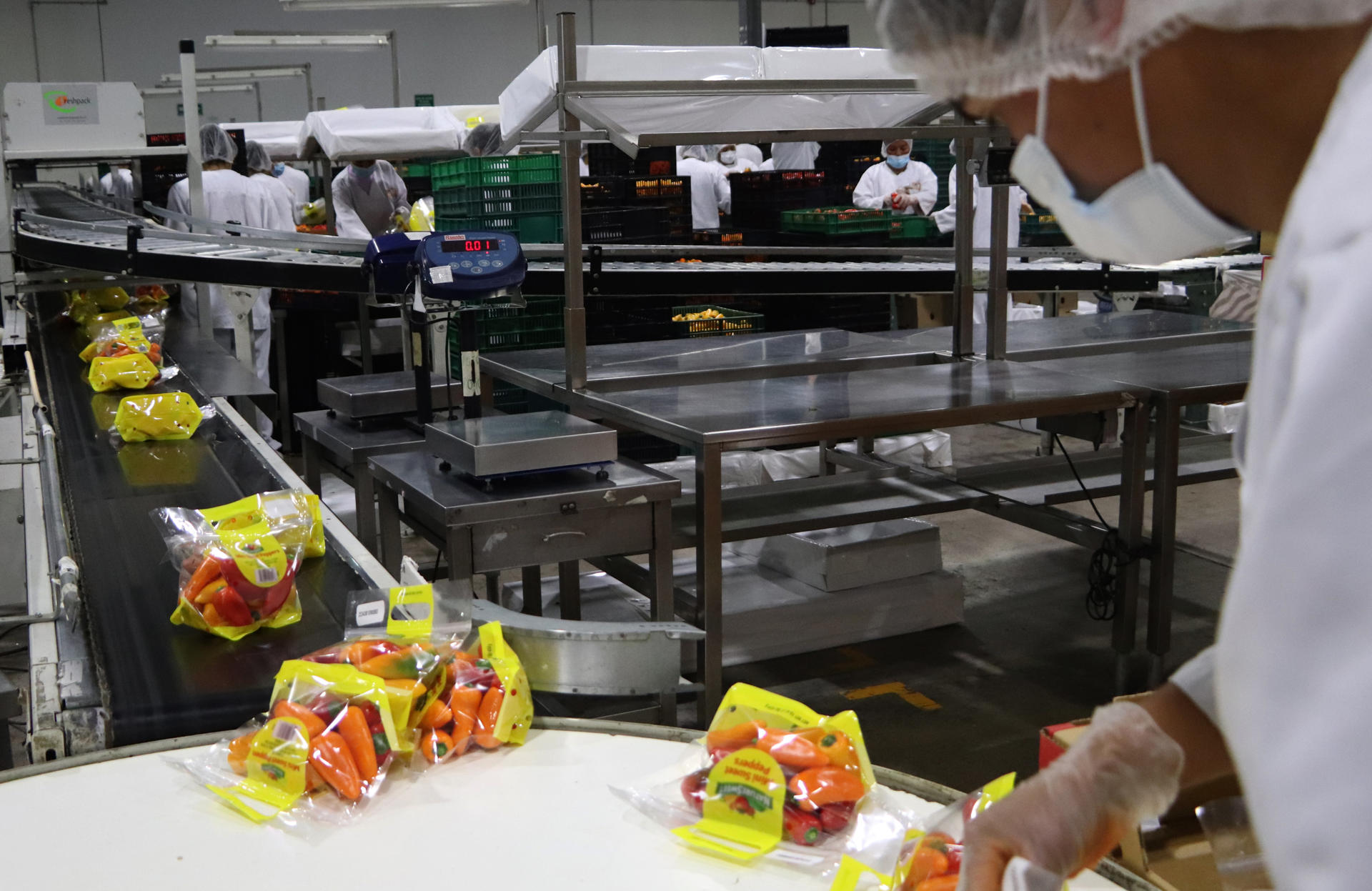Unos 40.000 productores mantienen producción de alimentos orgánicos en México en 2025