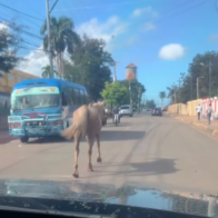 Denuncian caballos andan sin control en Bayaguana