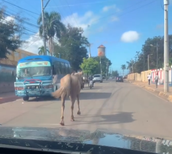 Denuncian caballos andan sin control en Bayaguana
