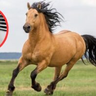 Joven muere tras caer de un caballo en carretera Hato Mayor–Vicentillo