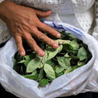 Los cultivos de hoja de coca en Bolivia se incrementaron un 10 % en 2024, según la ONU