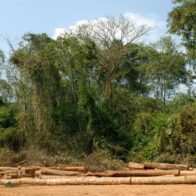 El comercio mundial de productos forestales repunta un 1,4 % tras la fuerte caída de 2023