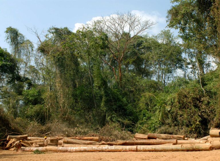 El comercio mundial de productos forestales repunta un 1,4 % tras la fuerte caída de 2023