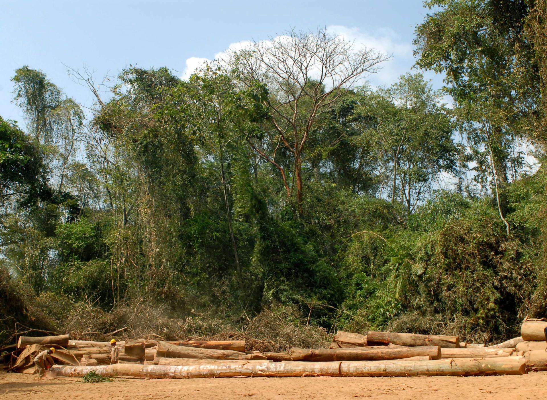 El comercio mundial de productos forestales repunta un 1,4 % tras la fuerte caída de 2023
