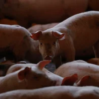 Chile suspende la importación de productos porcinos desde toda España