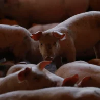 Canadá permite la entrada de productos españoles del porcino desde zonas libres de peste