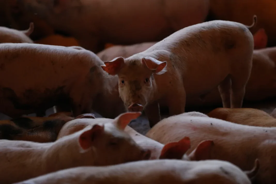 Canadá permite la entrada de productos españoles del porcino desde zonas libres de peste