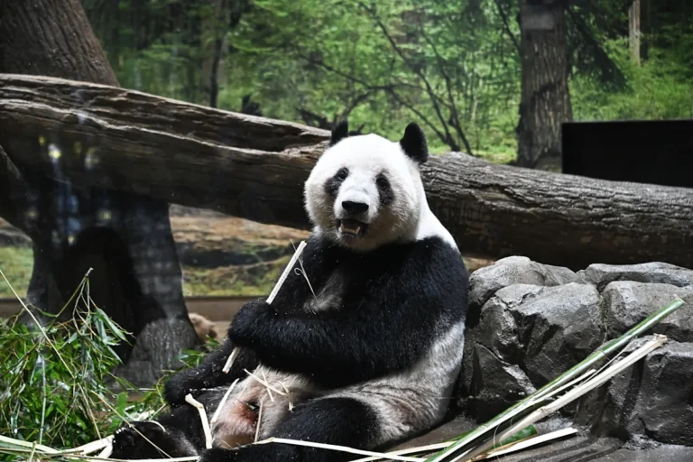 Japón apura con tristeza la despedida a sus últimos dos pandas antes de su regreso a China