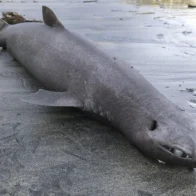 La llegada de un tiburón foca a una playa de Asturias genera gran expectación científica
