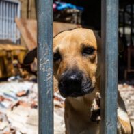 Buscan crear censo de perros y gatos para combatir el abandono en Puerto Rico