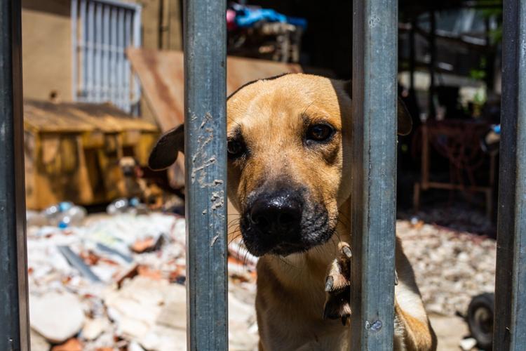 Buscan crear censo de perros y gatos para combatir el abandono en Puerto Rico