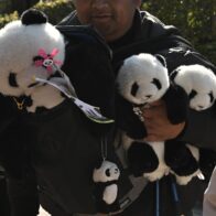 Los dos últimos pandas de Japón abandonan el país rumbo a China