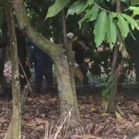 Autoridades recogen evidencia durante búsqueda de la niña Brianna Genao en Imbert